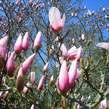 Ostsee Hotel-pension An Der Lindenallee Pensjonat Bad Doberan