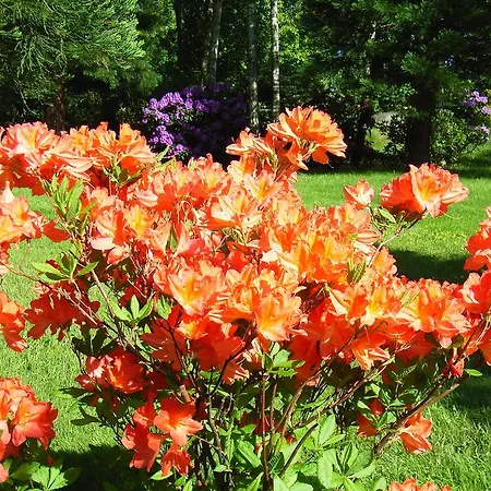 Ostsee Hotel-pension An Der Lindenallee